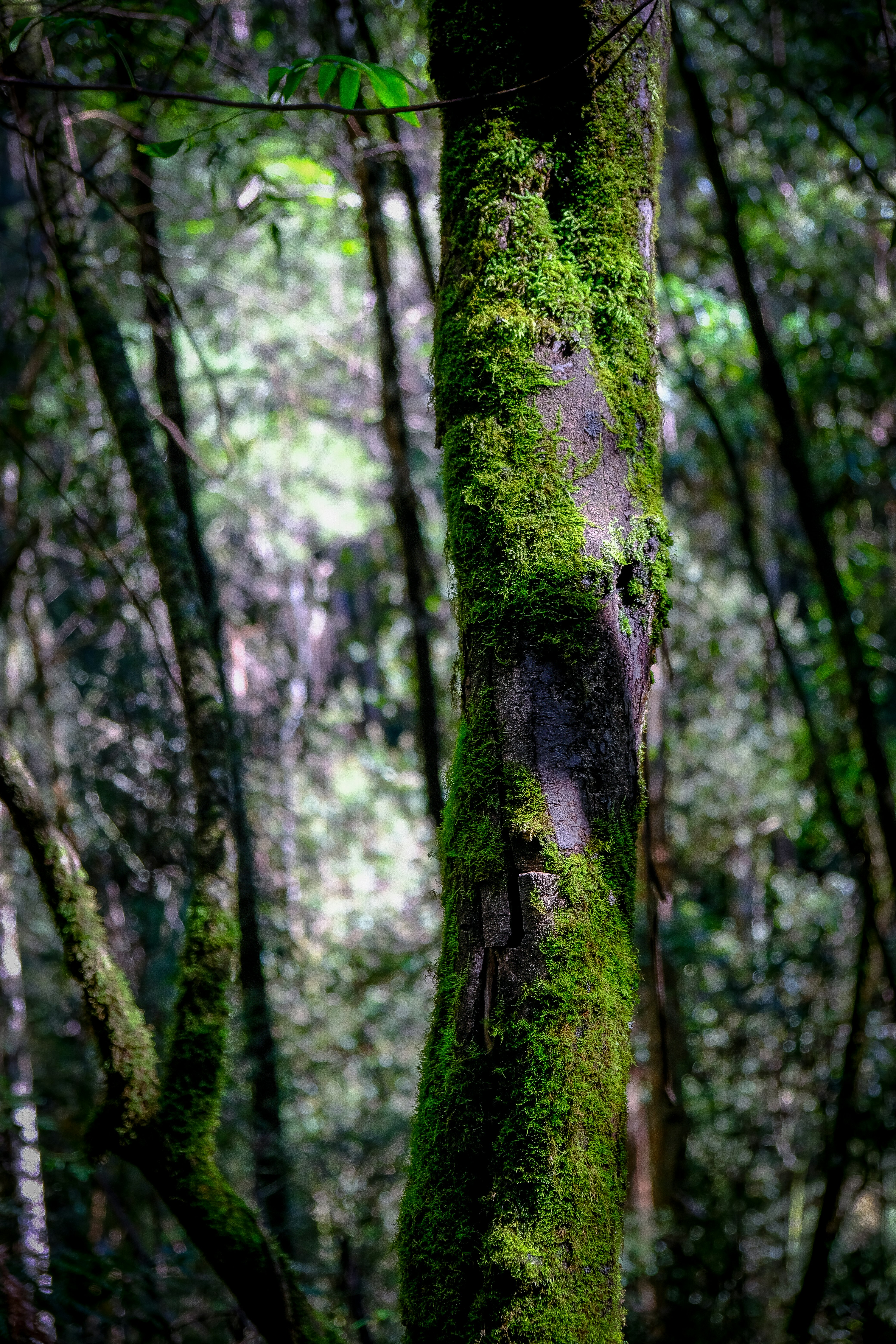 green moss on brown tree trunk